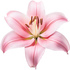 Pink lily